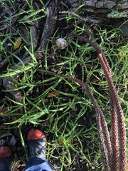 Ileodictyon cibarium