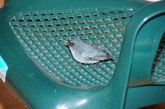 Diglossa caerulescens