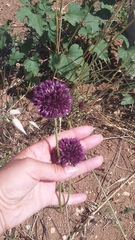 Allium atroviolaceum