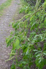 Salix jenisseensis