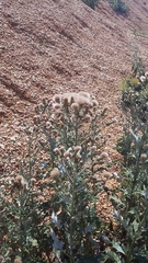 Cirsium arvense vestitum