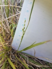 Dichanthelium depauperatum