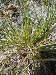 Dichanthelium depauperatum