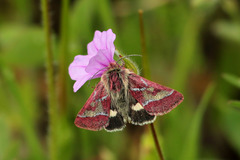 Schinia pulchripennis