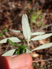 Monardella hypoleuca hypoleuca