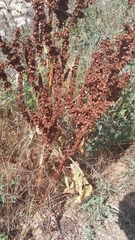 Rumex patientia orientalis