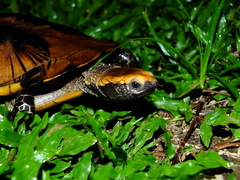 Platemys platycephala