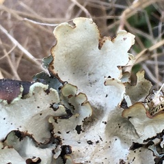 Cetrelia cetrarioides