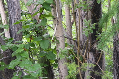 Salix jenisseensis