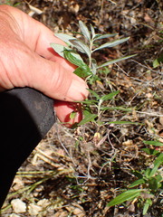 Monardella hypoleuca hypoleuca
