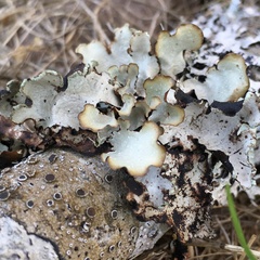 Cetrelia cetrarioides