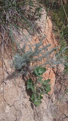 Artemisia taurica