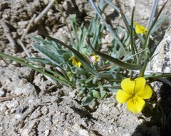 Viola pinetorum grisea