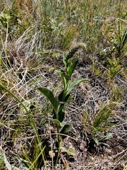 Veronica porphyriana