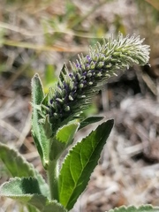 Veronica porphyriana