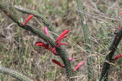 Cleistocactus baumannii
