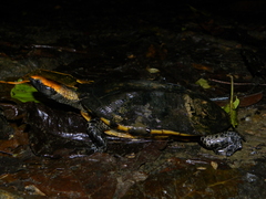 Platemys platycephala