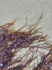 Desmarestia aculeata