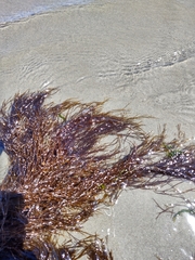 Desmarestia aculeata