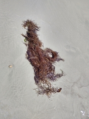 Desmarestia aculeata