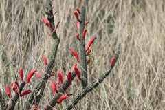 Cleistocactus baumannii