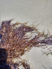 Desmarestia aculeata