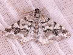 Macaria oweni
