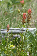 Castilleja rhexiifolia