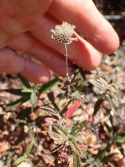 Monardella hypoleuca hypoleuca