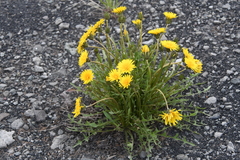 Taraxacum macroceras