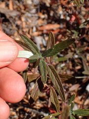 Monardella hypoleuca hypoleuca