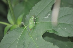 Okanagana viridis