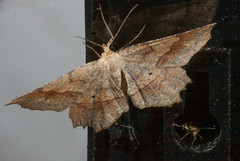 Euchlaena marginaria