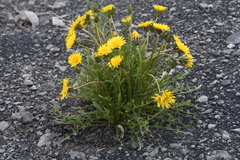 Taraxacum macroceras