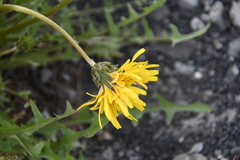 Taraxacum macroceras