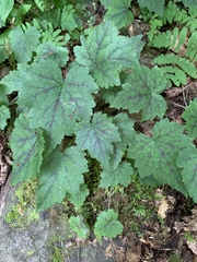 Tiarella stolonifera
