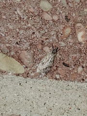 Eudonia strigalis