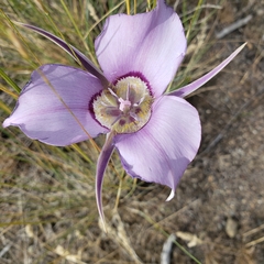 Calochortus macrocarpus macrocarpus
