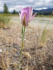 Calochortus macrocarpus macrocarpus