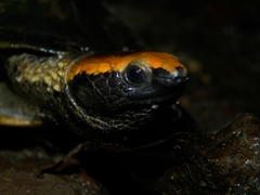 Platemys platycephala