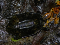 Platemys platycephala