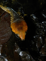 Platemys platycephala