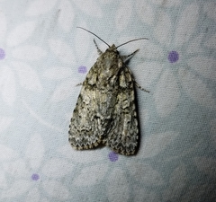 Acronicta retardata