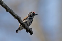 Picumnus albosquamatus
