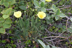 Papaver angustifolium