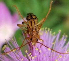Strangalia luteicornis