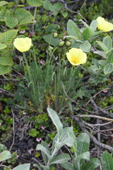 Papaver angustifolium