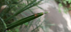 Oxyopes