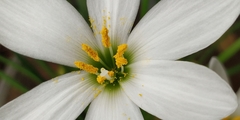 Zephyranthes candida