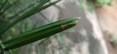 Oxyopes